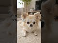 デジタル秤の一粒 #ワンジュ #pr #ワン寿