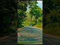 Driving Through Wayanad Forest 🌿🚗Nature. Silence. Paradise. 💚#Wayanad #ForestRoad #Kerala #shorts