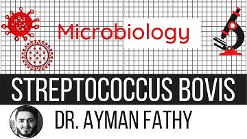 Streptococcus Bovis  - USMLE Step 1 Microbiology - Dr. Ayman Fathy
