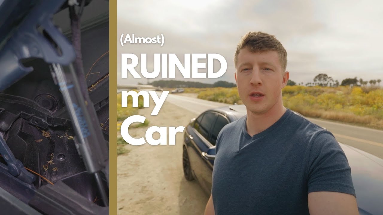 NEVER Park Under Trees! (Car Maintenance Tips)