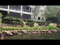 Pruning Climbing Hydrangea (Hydrangea anomala petiolaris)
