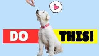 6 Steps to Train Your Dog to COME to You at the PARK by Dog Training Advice Tips 501 views 2 weeks ago 6 minutes, 29 seconds