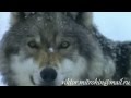 Волк - клип