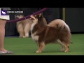 Finnish Lapphunds | Breed Judging 2020