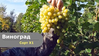 Виноград сорт Х1