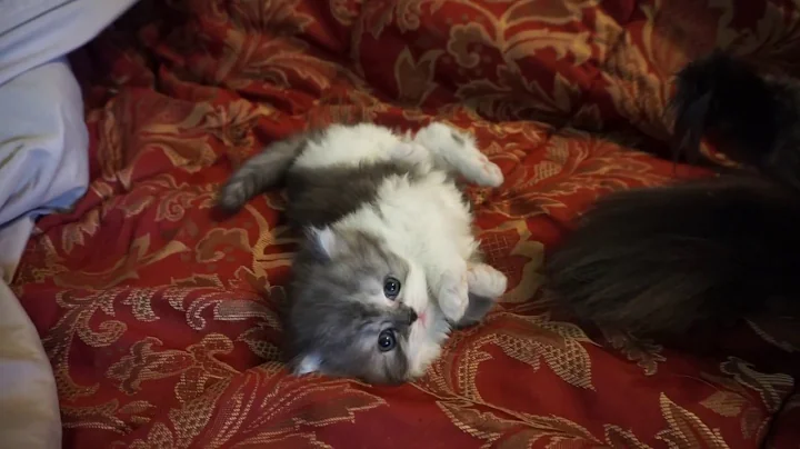 Video 11517431: persian kitten doll face, persian black male kitten, little persian kitten, color persian kitten