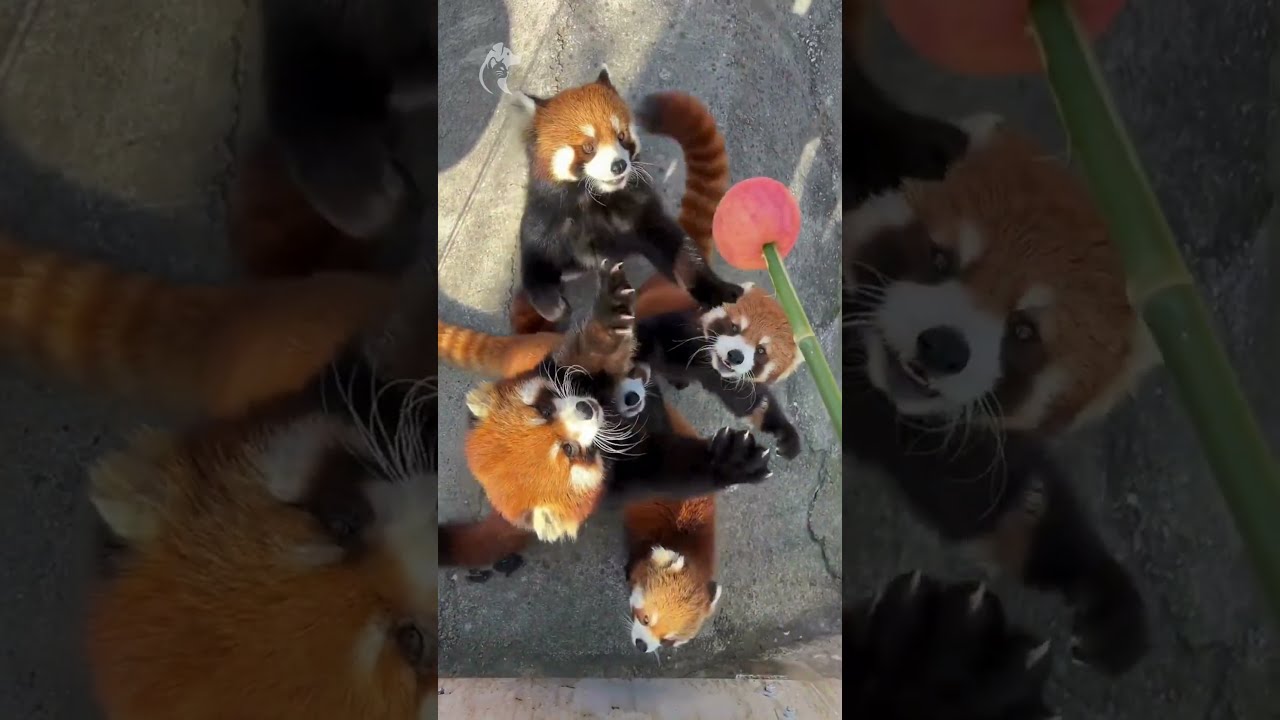 Red Pandas go CRAZY for fruit 🐾🍎 