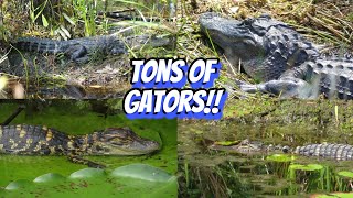 Alligator Frenzy- Herping the Okefenokee Swamp
