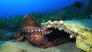 Octopus in the Red Sea
