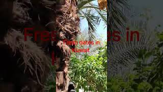 Fresh dates || fresh khajur in Kuwait