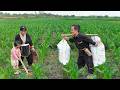 Dwarf Family Primitive Life: Dwarf Family Reclaims Land to Grow Corn - A Primitive Way of Farming