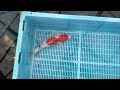 8-28-23 - 14-16" Sanke Koi