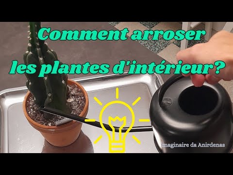 Arroser ses plantes d'intérieur : 6 erreurs à ne pas faire