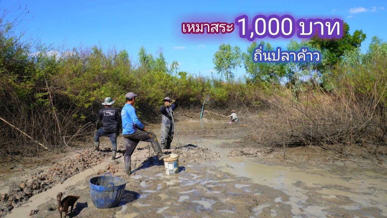 เหมาสระ 2,500 บาท ลุยถิ่นปลาค้าว เคยได้ปลาค้าว 10 ตัว ผ่านมา 2 ปีเเล้ว จะเป็นยังไง / บ้านนอก EP.707