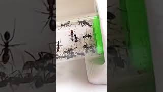 Mis Dorymyrmex se recuperan