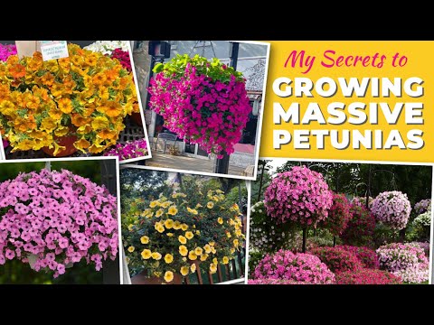 My Secrets to Growing Massive Petunias