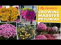 My Secrets To Growing Massive Petunias My Secrets To Growing Massive Petunias