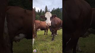 Objet de curiosité 🐮