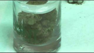 Washington State Approves Rules for Pot Industry