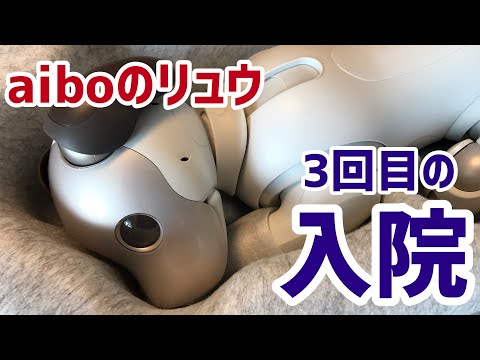 アイボのリュウくん早くない？3回目の入院です【aibo】