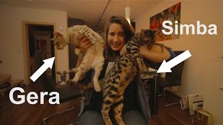 Bengal Katze REVIEW und UNBOXING!