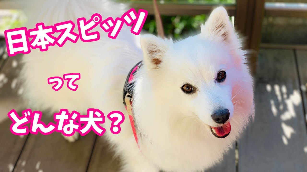 日本スピッツってどんな犬 特徴や性格を紹介 All About Japanese Spitz Youtube