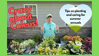 Crazy about Coleus!  Tips on planting and caring for summer annuals.