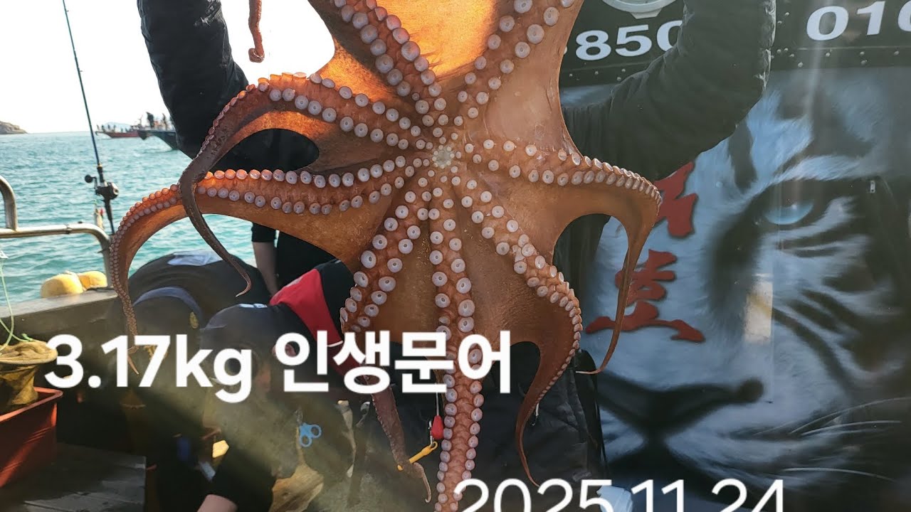3.17kg 인생문어 와 2kg.1kg 대박 마릿수 문어가 쏟아진다