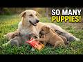 My Mother Dog Gave Birth to Many Puppies 🐶 | Cute Puppies for Pet Lovers
