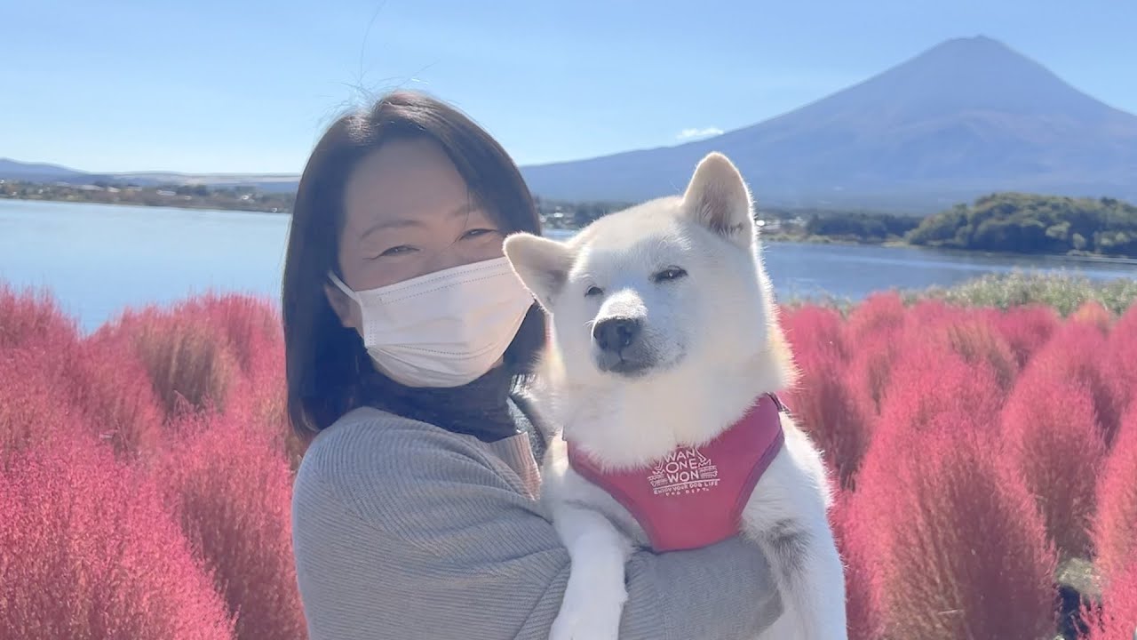 大好きな愛犬と一緒に旅行ができて嬉しそうな母 - YouTube