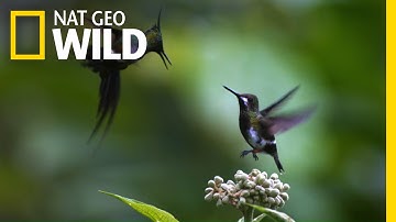 A Little Bit of Hummingbird Love | Animal All-Stars