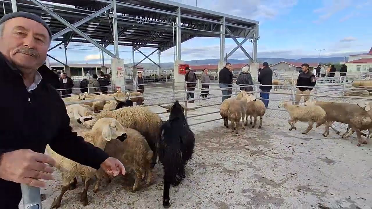 ÇORUM HAYVAN PAZARI KÜÇÜKBAŞ 28 NİSAN ÇEKİMİ 2.BÖLÜM 4 MAYIS 2025