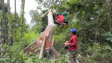 cưa cây gòn rất to ngã tất nhạnh vì cây quá lớn