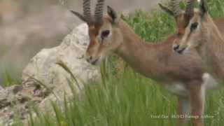Mountain Gazelle / غزال الجبل, צבי ארץ ישראלי Mountain Gazelle / غزال الجبل, צבי ארץ ישראלי