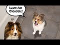 I wants hot chocolate  a hilarious biscuit talky on cricket the sheltie chronicles e275