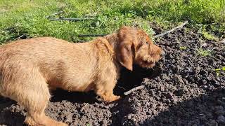 Dog getting crazy digging hole to catch mouse Basset Fauve de Bretagne