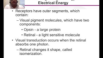 Sensation and Perception Chapter 2, part 2