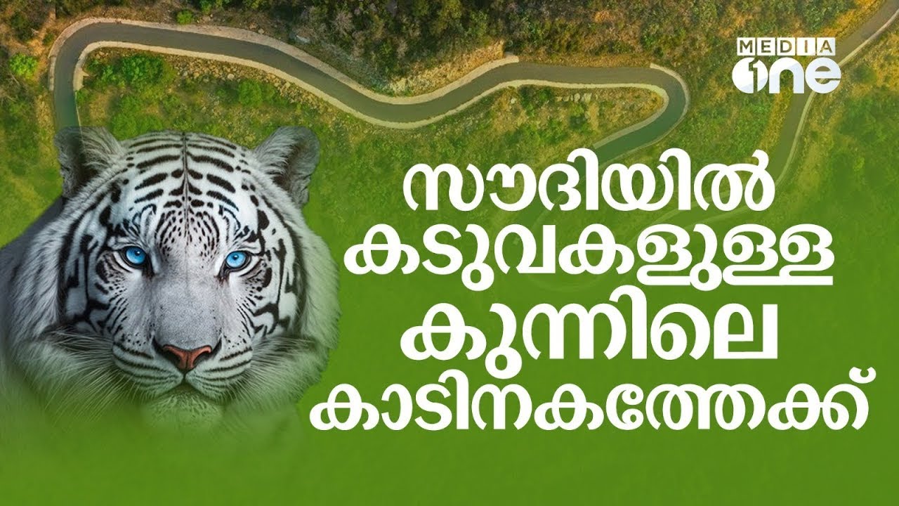 സൗദിയിലെ ഈ കാട്ടിലെ ഗ്രാമത്തിൽ അനുമതിയില്ലാതെ പ്രവേശിക്കാനാകില്ല | Saudi Story Archive