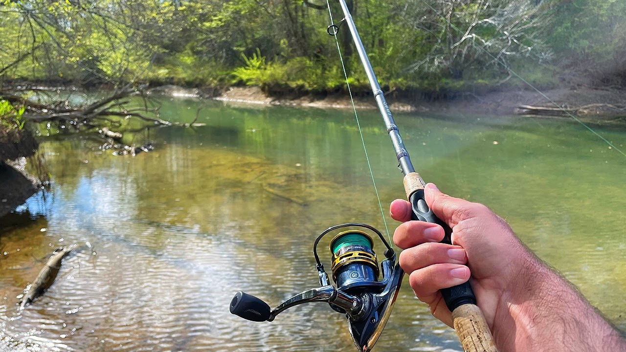 Sight Fishing Big Bass In Shallow Creek