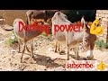 Donkey power 😱#animals #donkey 
