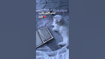 #عبدالرحمن_مسعد #عبدالرحمن_مسعد_تلاوة_جديدة #الشعب_الصيني_ماله_حل #قران_كريم #اكسبلور #لايك #المصحف