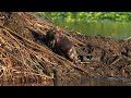 North American Beavers haul and stuff pond material onto their lodge while Canada Geese rest on it