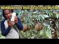 Cara membuahkan pohon durian di luar musim