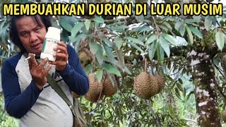 Cara membuahkan pohon durian di luar musim