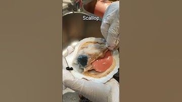 Scallop: How to remove from the shell #scallops