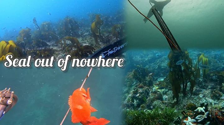 Incredible False Bay Dive with Amazing Visibility, Loads of Fish, and a Surprise Seal Encounter!