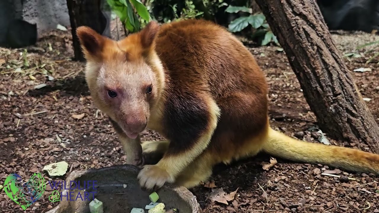 Getting to Know All About Tree Kangaroos | Wildlife at Heart