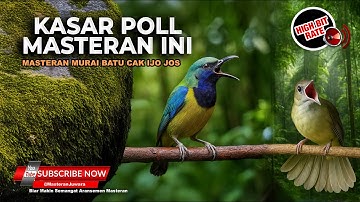 🔴 Masteran Ngekek Nembak Kasar Materi Cucak Cungkok Gacor dan Kapas Tembak Gacor Lagu Kasar