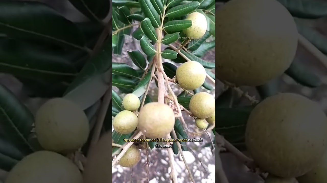 Tips Kelengkeng Cepat Berbuah Lebat | Matari Agro 