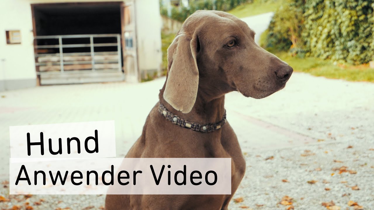 Anwender Video Hund CharLine Futterkohle YouTube